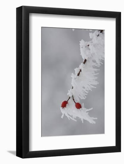 Frost on a Twig of Dog Rose-Joe Petersburger-Framed Photographic Print