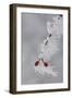 Frost on a Twig of Dog Rose-Joe Petersburger-Framed Photographic Print