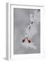 Frost on a Twig of Dog Rose-Joe Petersburger-Framed Photographic Print