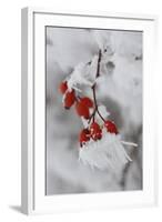 Frost on a Twig of Dog Rose-Joe Petersburger-Framed Photographic Print