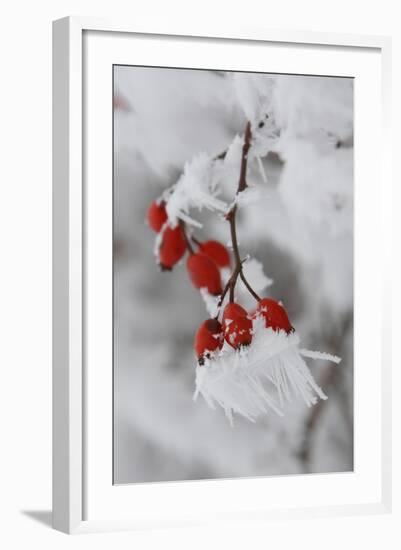 Frost on a Twig of Dog Rose-Joe Petersburger-Framed Photographic Print