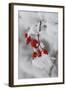 Frost on a Twig of Dog Rose-Joe Petersburger-Framed Photographic Print