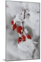 Frost on a Twig of Dog Rose-Joe Petersburger-Mounted Photographic Print