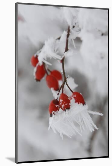 Frost on a Twig of Dog Rose-Joe Petersburger-Mounted Photographic Print