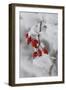Frost on a Twig of Dog Rose-Joe Petersburger-Framed Photographic Print