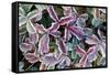 Frost On Autumn Color Foliage-Panoramic Images-Framed Stretched Canvas