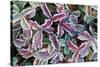 Frost On Autumn Color Foliage-Panoramic Images-Stretched Canvas