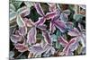 Frost On Autumn Color Foliage-Panoramic Images-Mounted Photographic Print