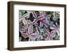 Frost On Autumn Color Foliage-Panoramic Images-Framed Photographic Print
