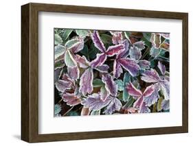 Frost On Autumn Color Foliage-Panoramic Images-Framed Photographic Print