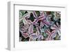 Frost On Autumn Color Foliage-Panoramic Images-Framed Photographic Print