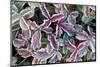 Frost On Autumn Color Foliage-Panoramic Images-Mounted Photographic Print