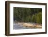 Frost on autumn colors on bank of Madison River, Yellowstone National Park, Wyoming-Adam Jones-Framed Photographic Print