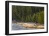 Frost on autumn colors on bank of Madison River, Yellowstone National Park, Wyoming-Adam Jones-Framed Photographic Print