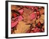 Frost on Burning Bush Leaves, Spokane County, Washington, USA-Charles Gurche-Framed Photographic Print