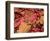 Frost on Burning Bush Leaves, Spokane County, Washington, USA-Charles Gurche-Framed Photographic Print