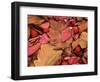 Frost on Burning Bush Leaves, Spokane County, Washington, USA-Charles Gurche-Framed Photographic Print