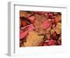 Frost on Burning Bush Leaves, Spokane County, Washington, USA-Charles Gurche-Framed Photographic Print