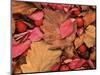 Frost on Burning Bush Leaves, Spokane County, Washington, USA-Charles Gurche-Mounted Photographic Print