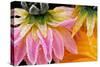 Frost on Dahlia Petals-Darrell Gulin-Stretched Canvas