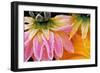 Frost on Dahlia Petals-Darrell Gulin-Framed Photographic Print