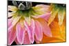 Frost on Dahlia Petals-Darrell Gulin-Mounted Photographic Print