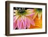 Frost on Dahlia Petals-Darrell Gulin-Framed Photographic Print