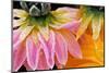 Frost on Dahlia Petals-Darrell Gulin-Mounted Photographic Print