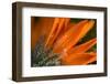 Frost on flower petals, orange marigold-Paivi Vikstrom-Framed Photographic Print