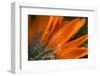 Frost on flower petals, orange marigold-Paivi Vikstrom-Framed Photographic Print