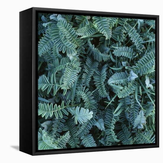 Frost on Foliage-Micha Pawlitzki-Framed Stretched Canvas