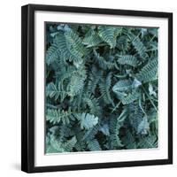 Frost on Foliage-Micha Pawlitzki-Framed Photographic Print