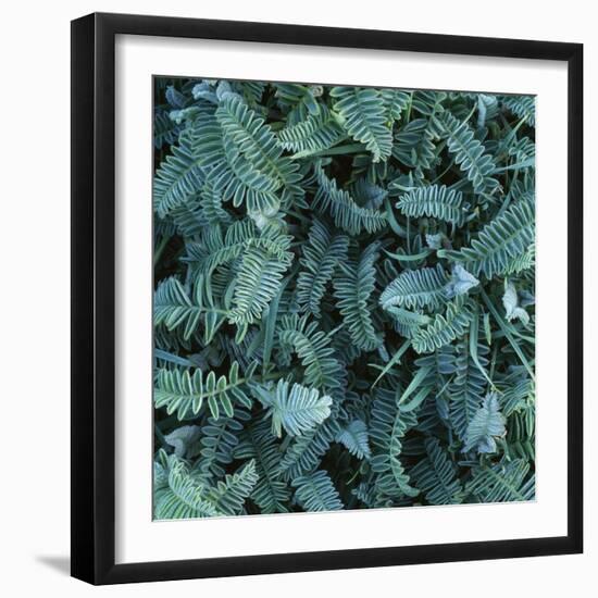 Frost on Foliage-Micha Pawlitzki-Framed Photographic Print
