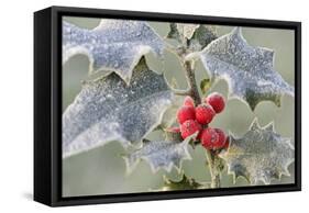 Frost on Holly-null-Framed Stretched Canvas