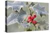 Frost on Holly-null-Stretched Canvas