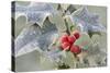 Frost on Holly-null-Stretched Canvas
