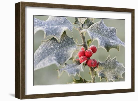 Frost on Holly-null-Framed Photographic Print