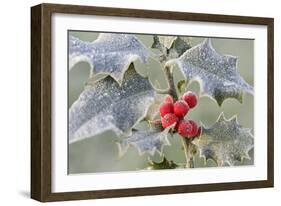 Frost on Holly-null-Framed Photographic Print