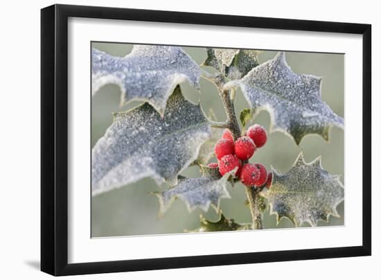 Frost on Holly-null-Framed Photographic Print