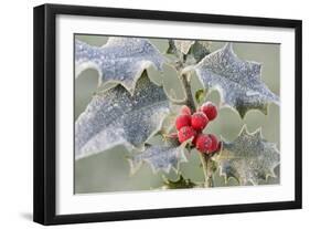 Frost on Holly-null-Framed Photographic Print