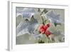 Frost on Holly-null-Framed Photographic Print