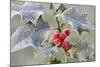 Frost on Holly-null-Mounted Photographic Print