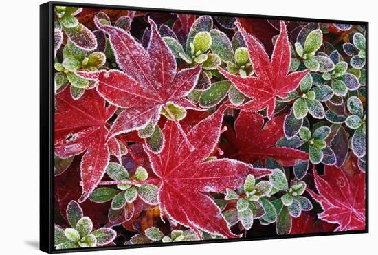 Frost on Japanese Maple and Azalea Leaves-Darrell Gulin-Framed Stretched Canvas