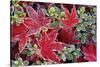Frost on Japanese Maple and Azalea Leaves-Darrell Gulin-Stretched Canvas