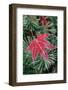 Frost on Japanese Maple Leaf and Pine Needles-Darrell Gulin-Framed Photographic Print