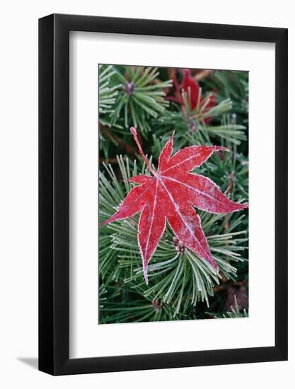 Frost on Japanese Maple Leaf and Pine Needles-Darrell Gulin-Framed Photographic Print