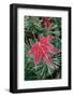 Frost on Japanese Maple Leaf and Pine Needles-Darrell Gulin-Framed Photographic Print