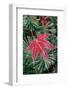 Frost on Japanese Maple Leaf and Pine Needles-Darrell Gulin-Framed Photographic Print