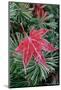 Frost on Japanese Maple Leaf and Pine Needles-Darrell Gulin-Mounted Photographic Print