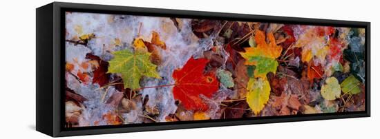 Frost on Leaves, Vermont, USA-null-Framed Stretched Canvas